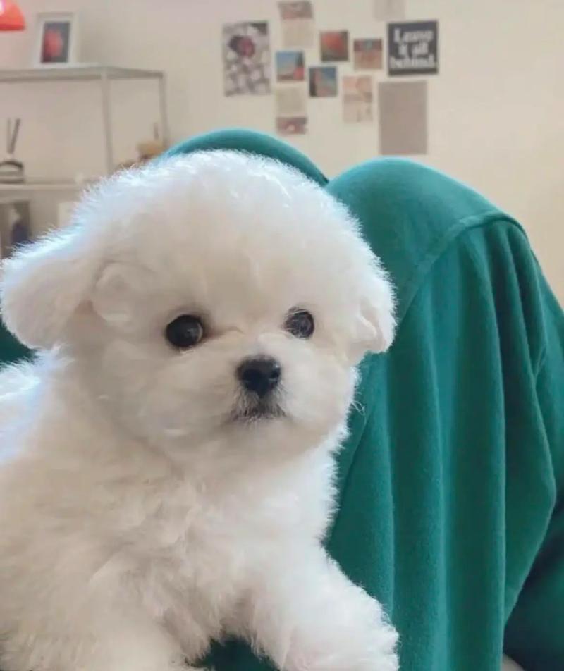 肇庆大雄犬舍｜纯种比熊幼犬出售