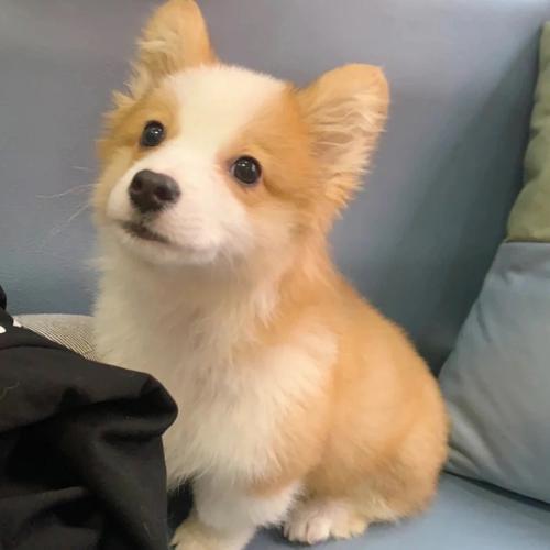 肇庆大雄犬舍｜CKU 血统柯基幼犬出售
