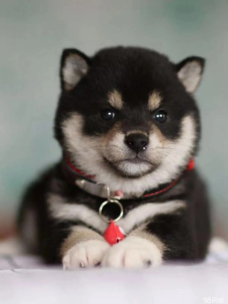 肇庆大雄犬舍｜CKU 血统黑柴幼犬出售