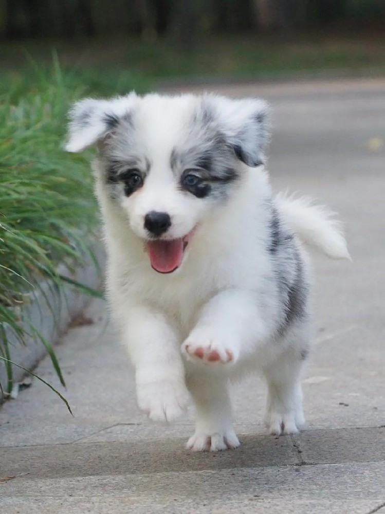 肇庆大雄犬舍｜CKU 血统陨石边牧幼犬出售