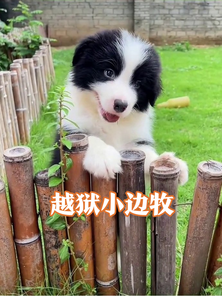 肇庆大雄犬舍｜CKU 血统黑白边牧幼犬出售