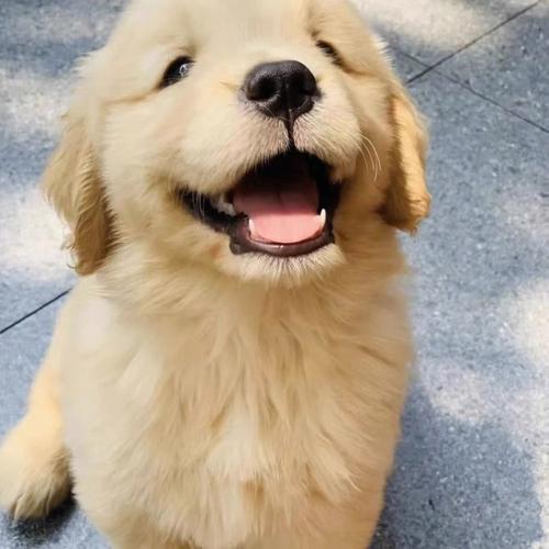 肇庆大雄犬舍｜CKU 血统金毛幼犬出售