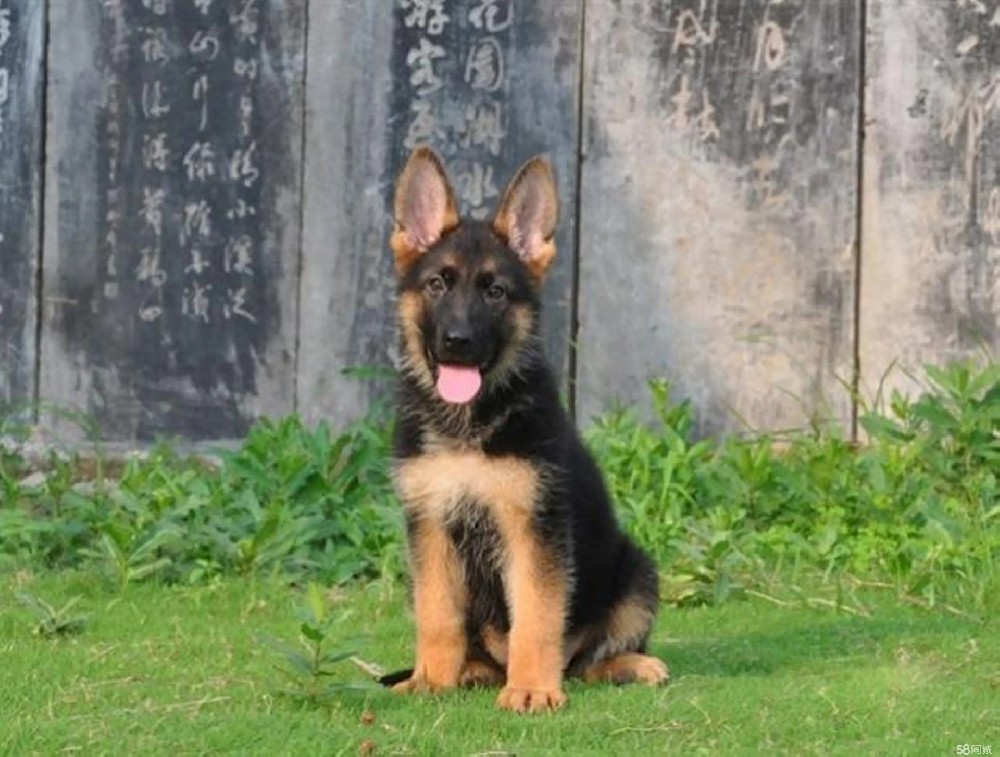 清远张先生｜纯种德牧幼犬真实评价