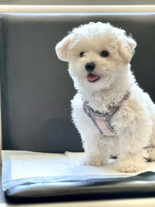 新手买狗必看：幼犬健康检查全流程，看完直接拿去用！
