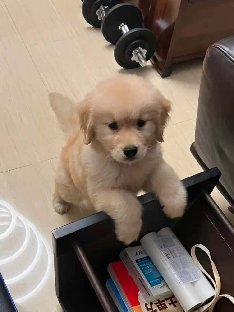 金毛寻回犬品种科普，掉毛、运动、中老年养护干货