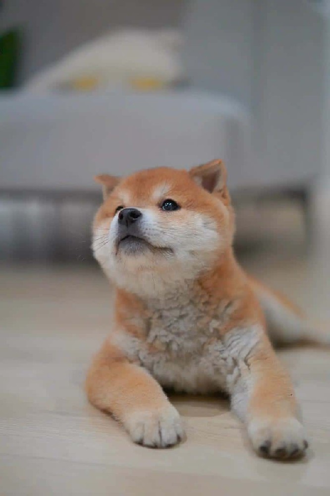 柴犬品种科普，掉毛、性格、喂养、日常饲养干货
