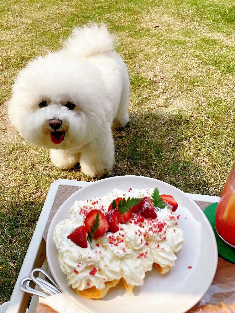 肇庆本地买狗避坑指南：正规犬舍 vs 宠物店 vs 个人家养，怎么选不踩雷？